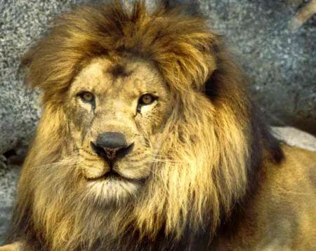 LE LION